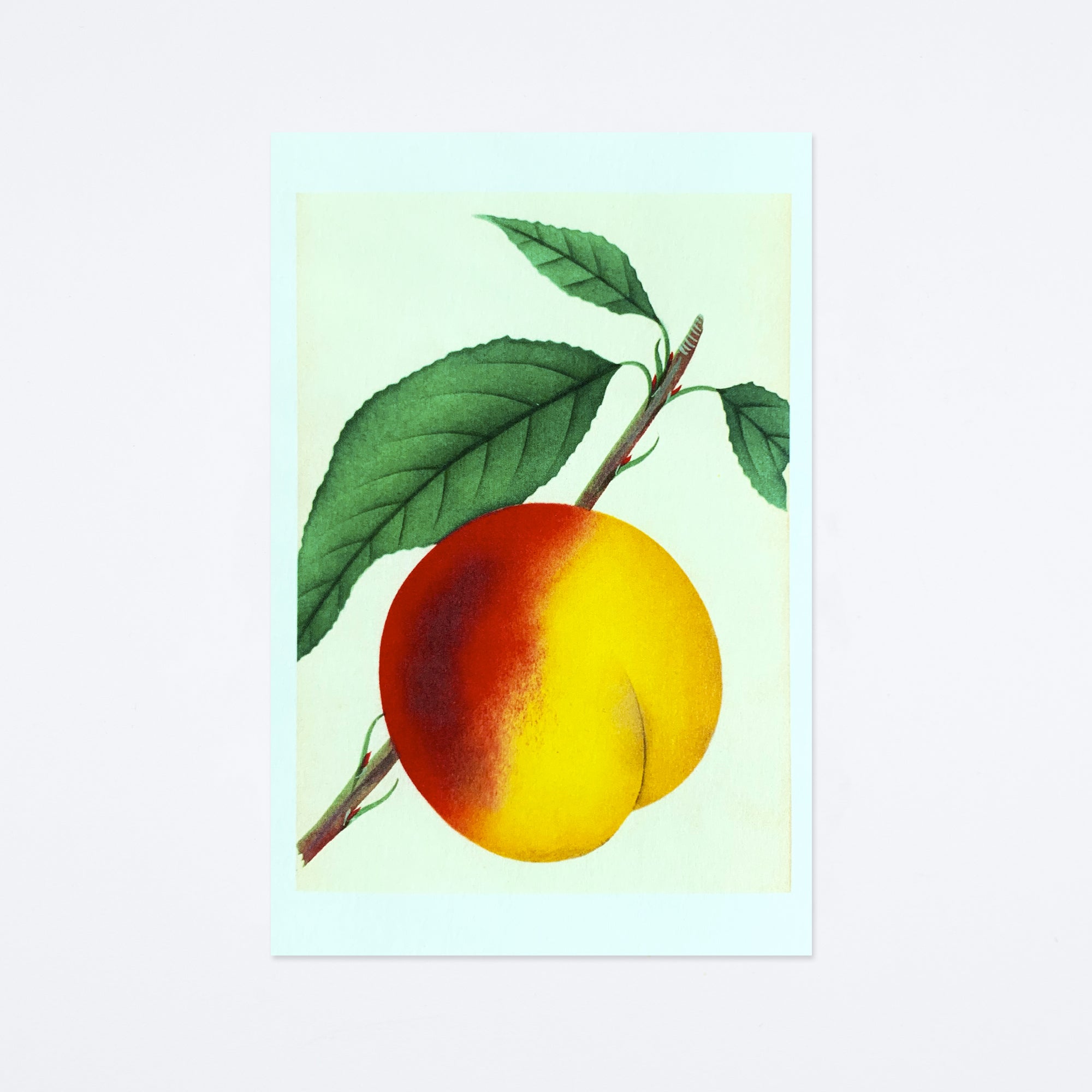 Peach Postcard