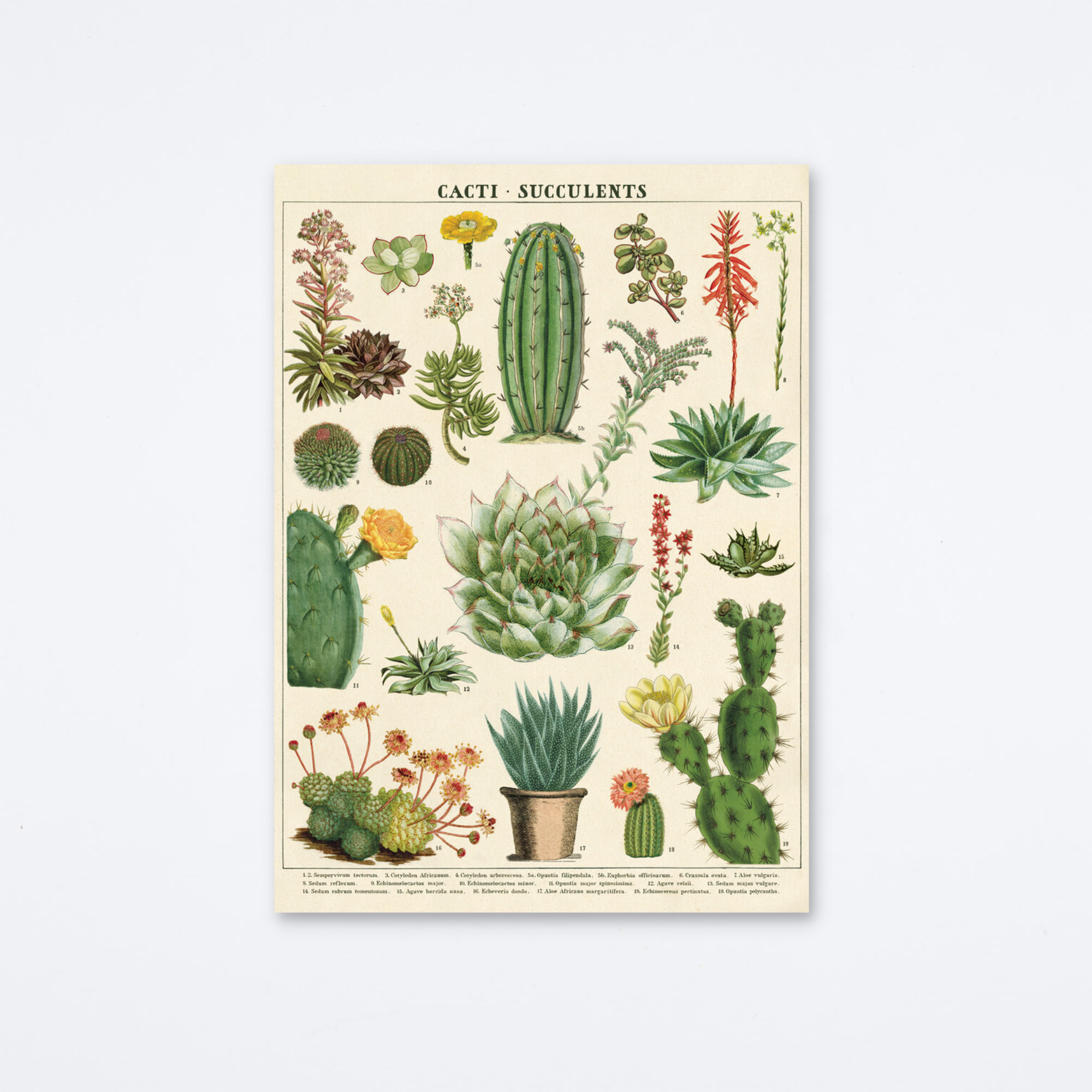 succulent wraps Cacti & Succulents Wrap — Archer Paper Goods