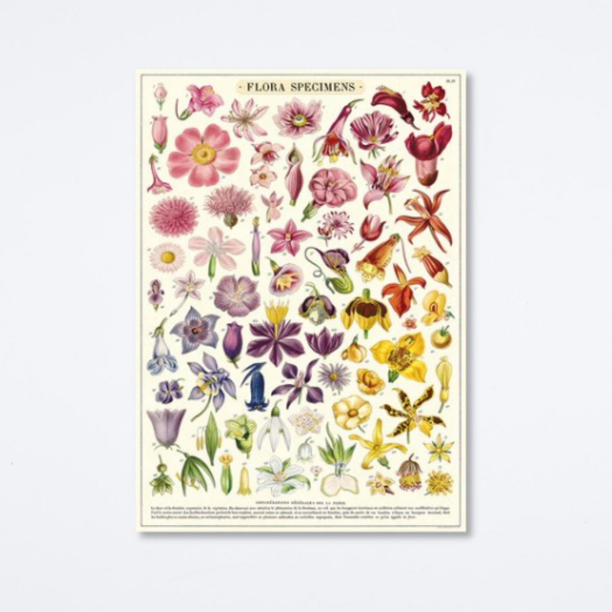 Flora Specimens Wrap — Archer Paper Goods