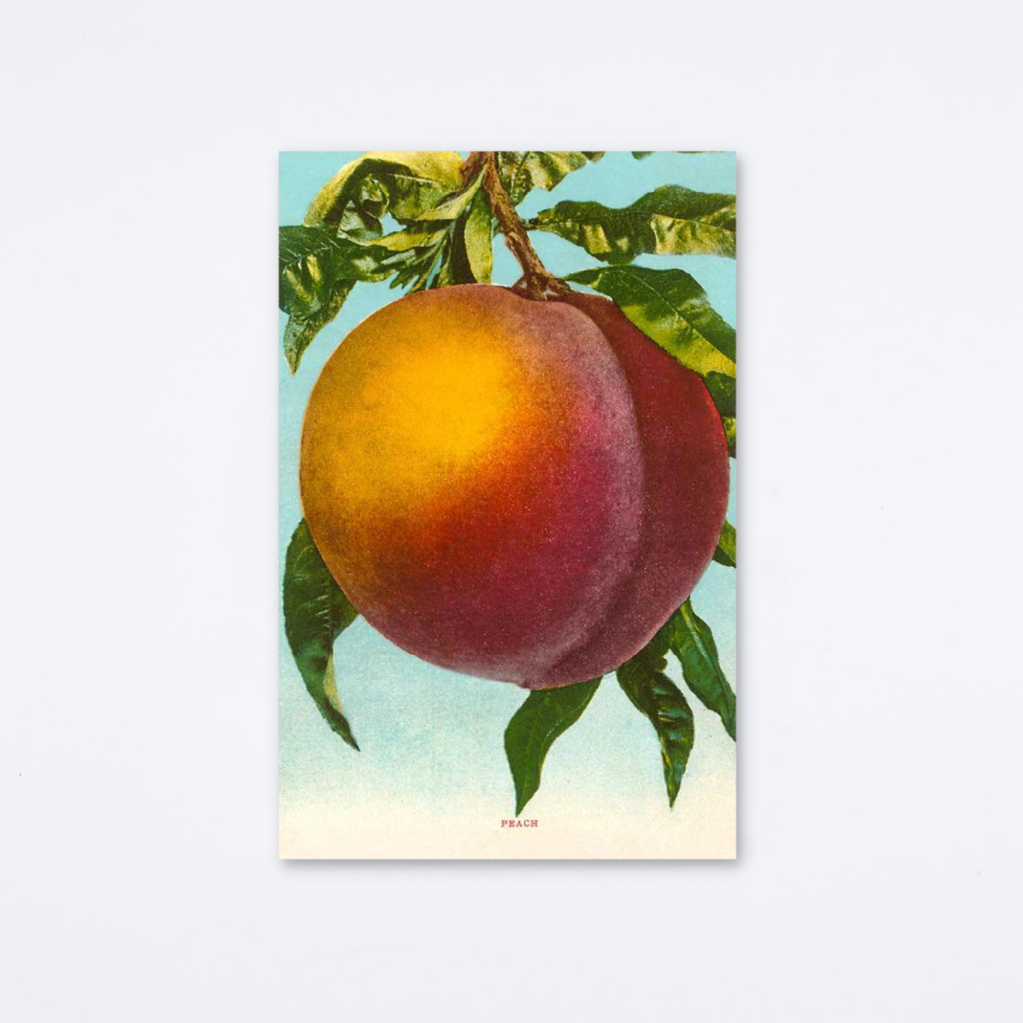 Peach Blue Sky Postcard