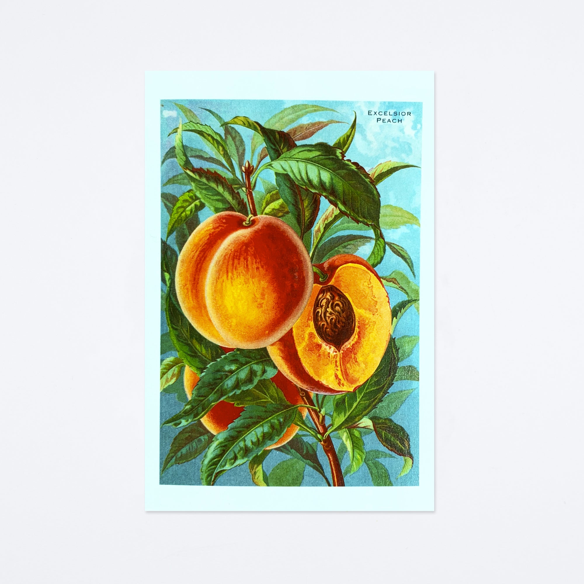 Excelsior Peaches Postcard